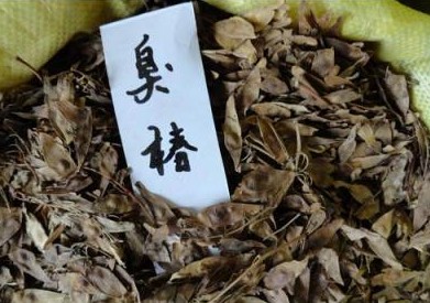 臭椿种子 