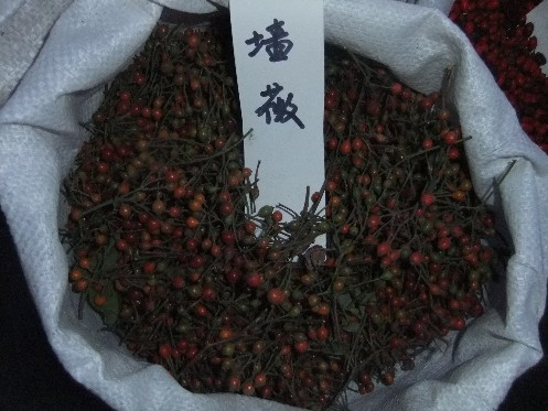 江苏花木种子-蔷薇种子