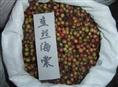 供应江苏花木种子-垂丝海棠种子