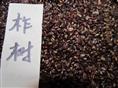 出售江苏花木种子-柞树种子