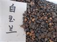 供应江苏花木种子-白玉兰种子