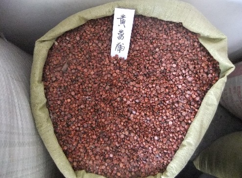 出售江苏花木种子-黄菖蒲种子