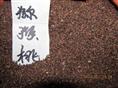 批发江苏花木种子-猕猴桃种子