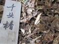供应江苏花木种子-千头椿种子
