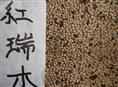 红瑞木种子 