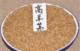 批发江苏花木种子-高羊茅种子