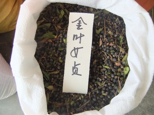批发江苏花木种子-金叶女贞种子