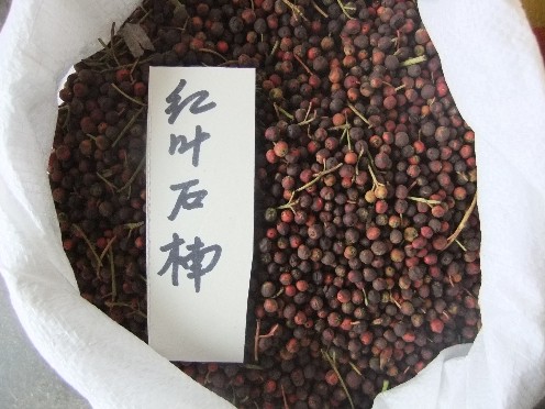 江苏花木种子-红叶石楠种子