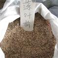 江苏花木种子-日本落叶松种子