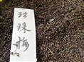 出售江苏花木种子-珍珠梅种子