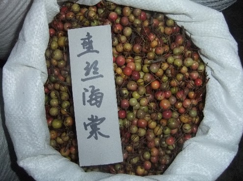供应江苏花木种子-垂丝海棠种子