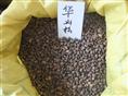 批发江苏花木种子-华山松种子