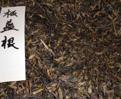 板蓝根种子 