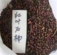 红叶石楠种子 