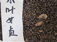 供应江苏花木种子-小叶女贞种子
