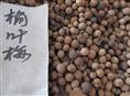 出售江苏花木种子-榆叶梅种子