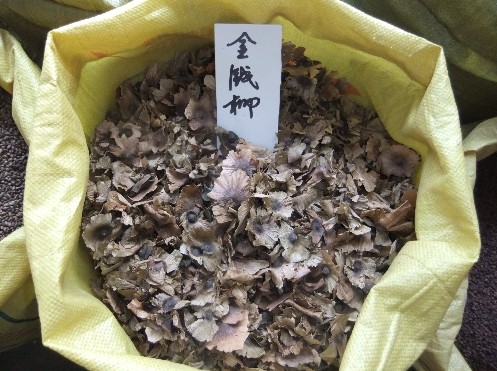 批发江苏花木种子-金钱柳种子