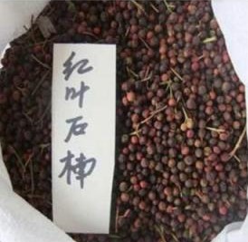 红叶石楠种子 