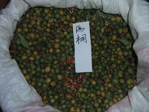江苏花木种子-海桐种子