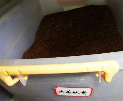 大花秋葵种子 