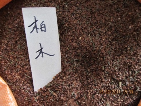 江苏花木种子-柏木种子