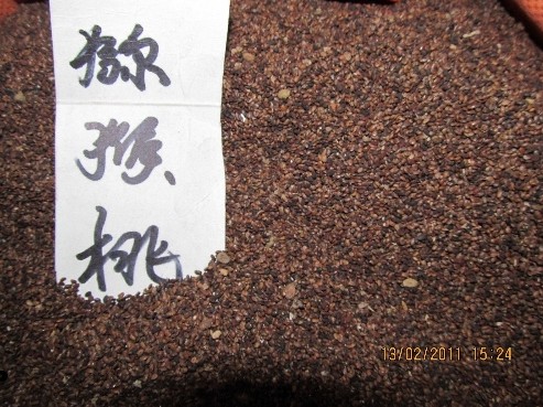 批发江苏花木种子-猕猴桃种子