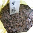 江苏花木种子-紫藤种子