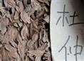 杜仲种子 
