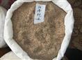供应江苏花木种子-桤木种子