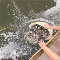 附近出售鱼苗