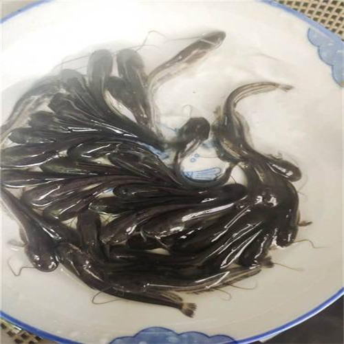 湖北鱼苗批发价格