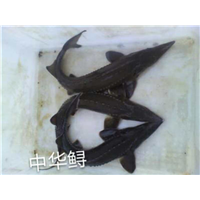 湖北鱼苗_湖北草鱼苗 