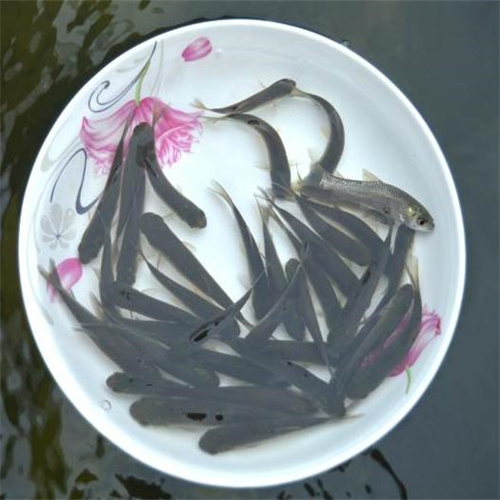 湖北鱼苗大量批发