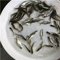 武汉鱼苗批发市场地址