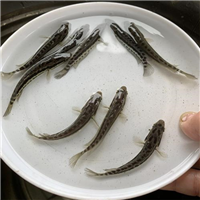 湖北鱼苗