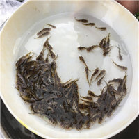 湖北鱼苗批发市场
