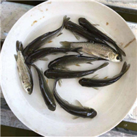 湖北淡水鱼苗批发