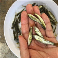 湖北丹顶锦鲤养殖