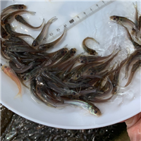 离我最近的鱼苗基地