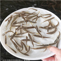 湖北草鱼苗