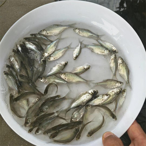 湖北鱼苗百度爱采购