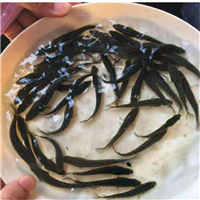 孝感鱼苗批发地址