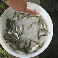 孝感鱼苗批发地址