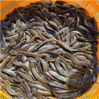 湖北四大家鱼苗
