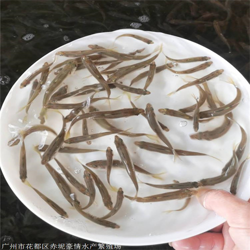湖北草鱼苗