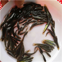 湖北武汉鱼苗养殖基地