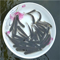 湖北鱼苗大量批发