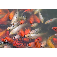 湖北鱼苗_湖南鲤鱼苗 