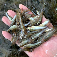 湖北水花鱼苗繁殖有限公司
