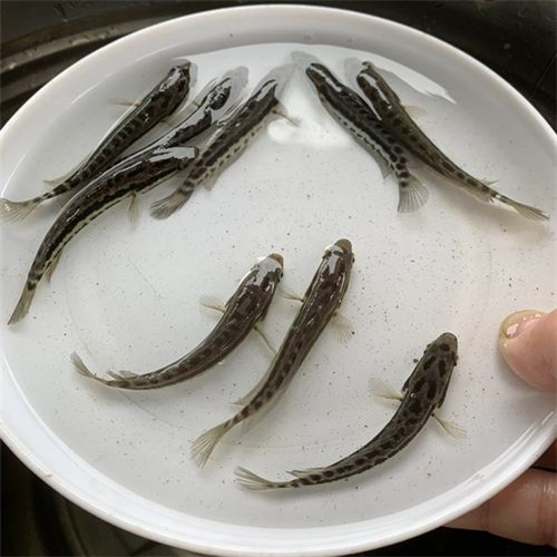 湖北鱼苗